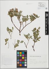 Foto von Salix hastata L.